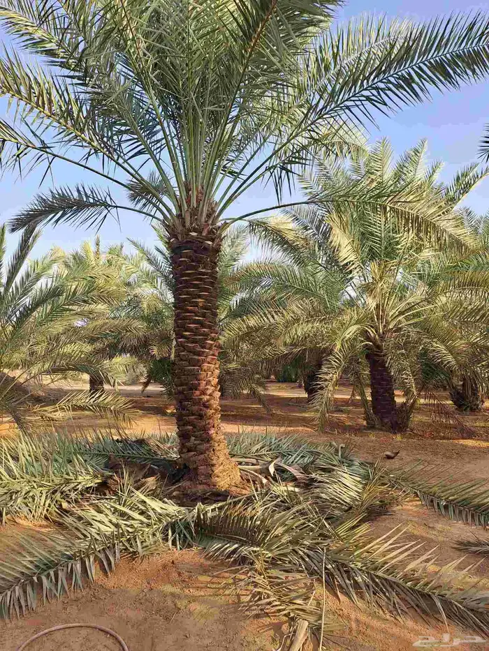متوفر نخل اخلاص 0