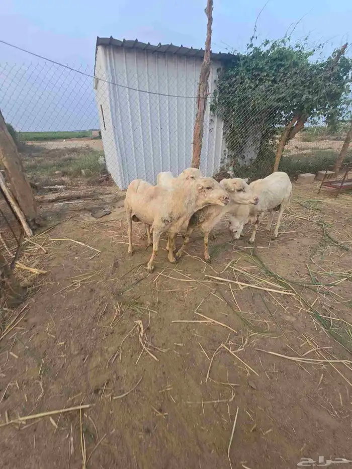 خرفان فحول مشروطة سنها موضح في الصوره 1