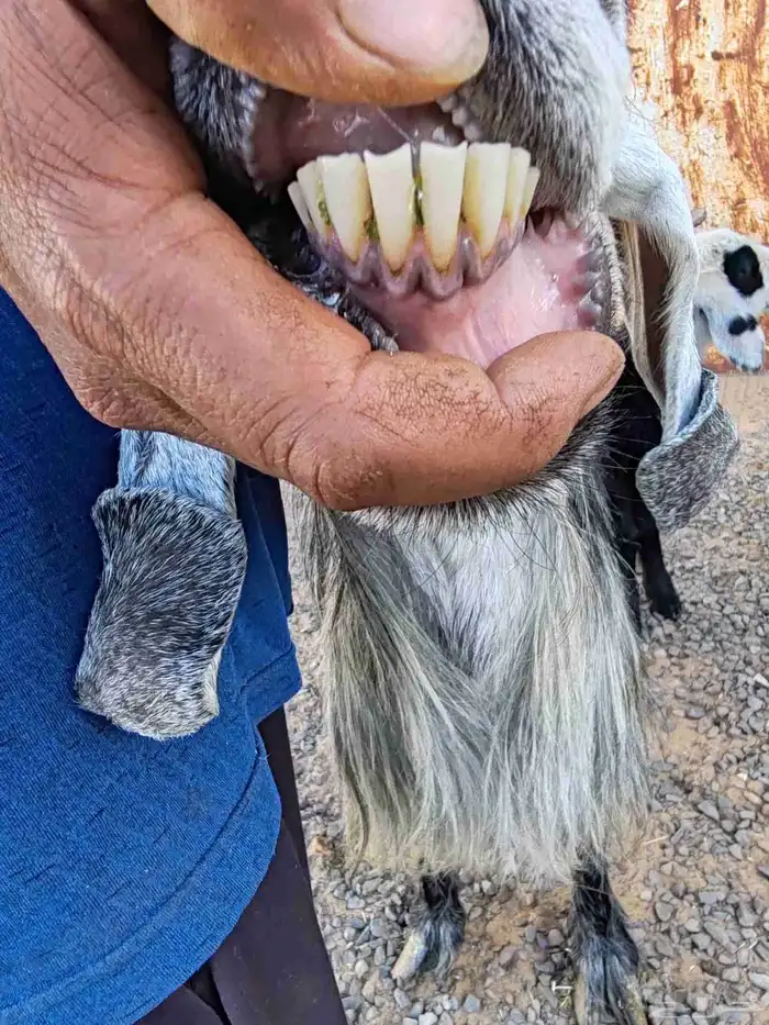 عنز سديس معاها خروف نجدي نرضعه منها 0