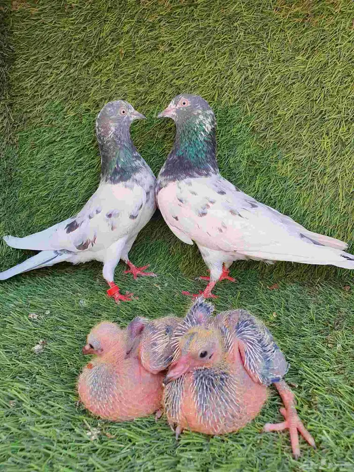 زوج باكستاني منتج 4