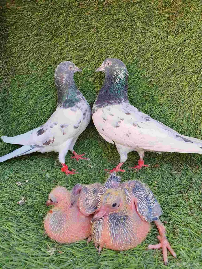 زوج باكستاني منتج 3