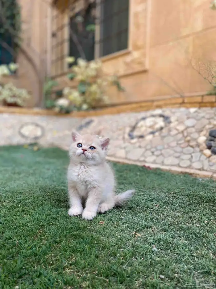 سكوتش فولد مطعمين مدربين للبيع ولايوجد تبني 15
