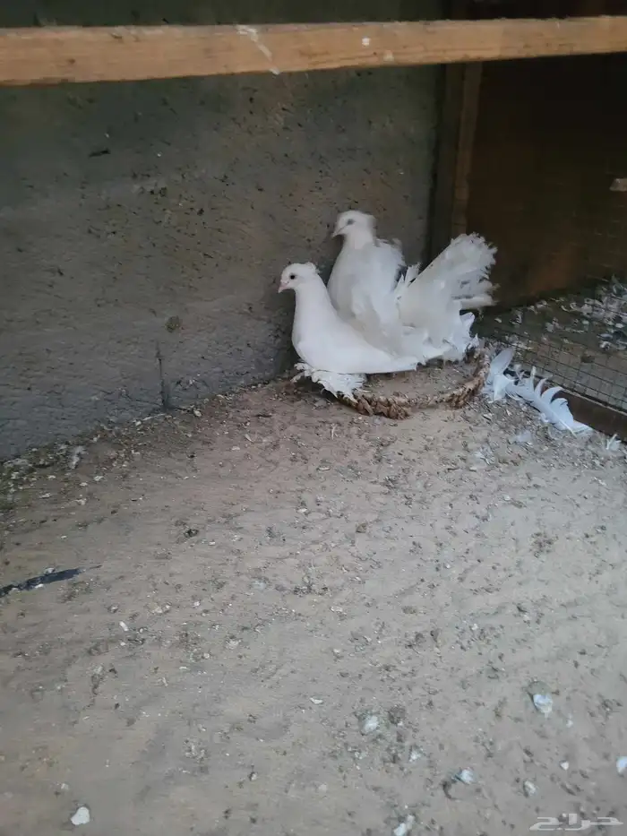 جوز شمسي هندي ابيض صك 0