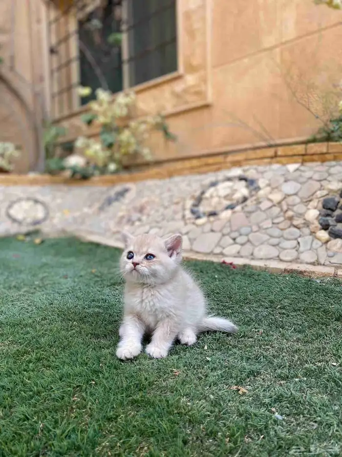 كيتن سكوتش فولد مطعمين للبيع ولايوجد تبني 1