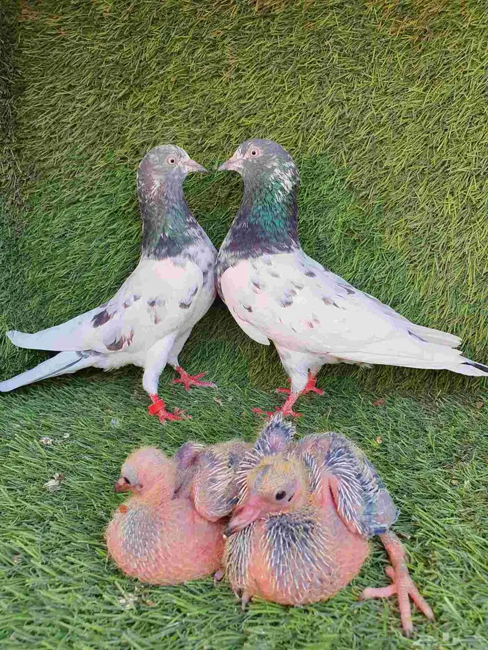 زوج باكستاني منتج 5