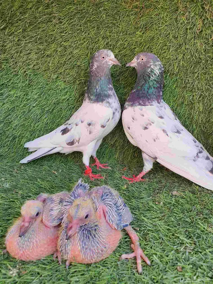 زوج باكستاني منتج 1