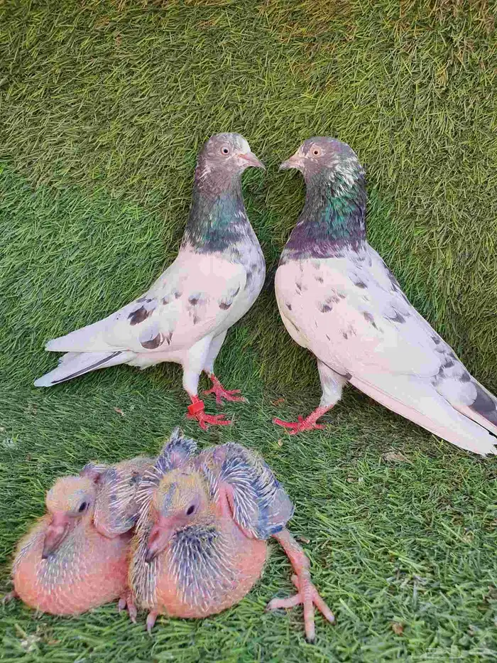 زوج باكستاني منتج 2