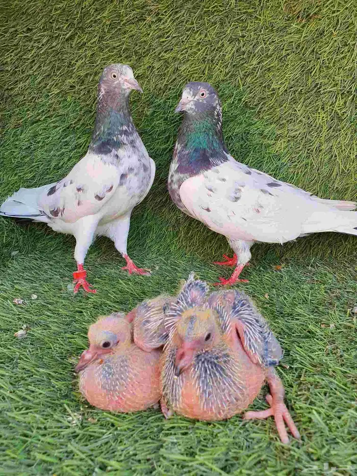 زوج باكستاني منتج 6