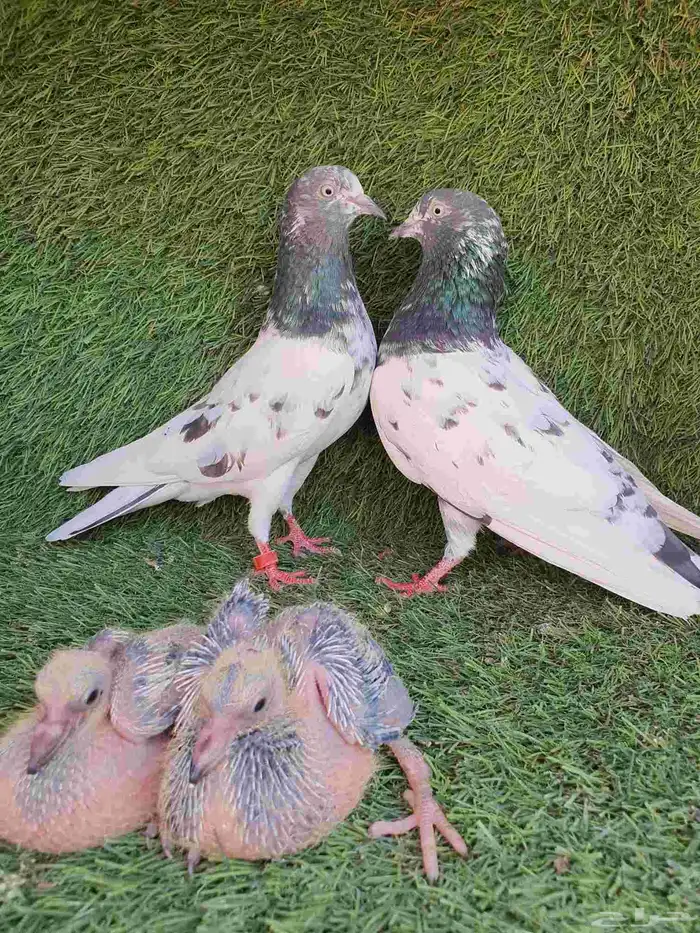 زوج باكستاني منتج 0