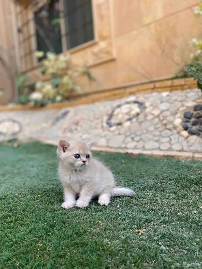 سكوتش فولد مطعمين مدربين للبيع ولايوجد تبني 3