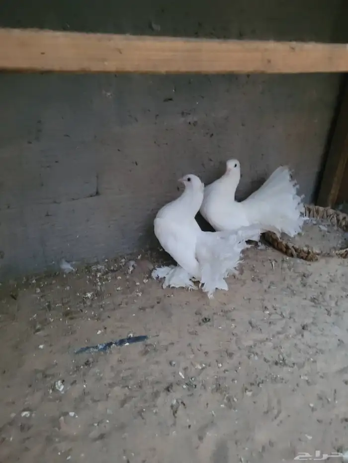 جوز شمسي هندي ابيض صك 1