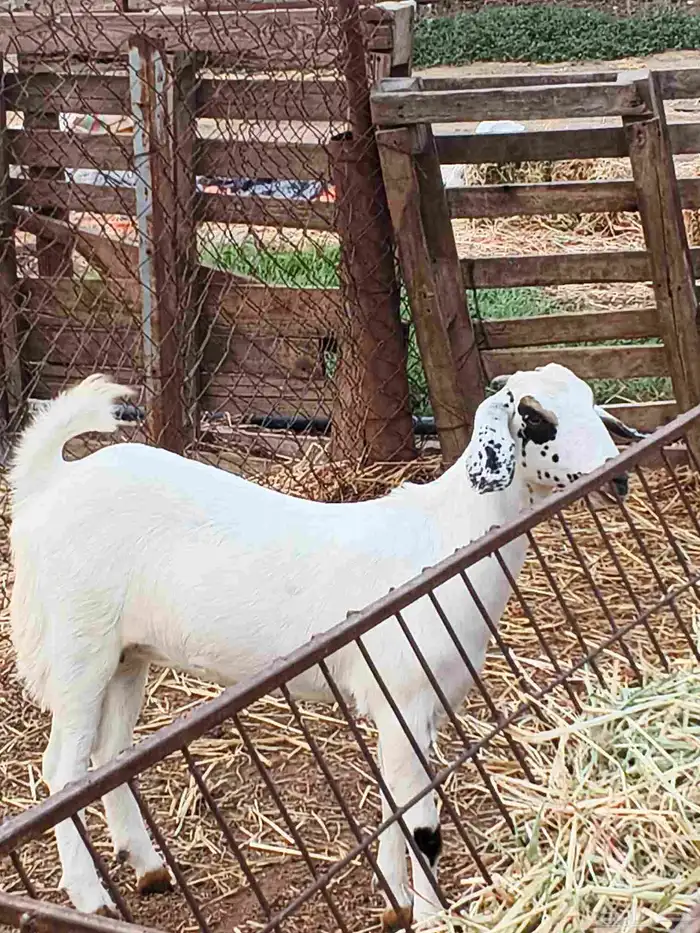 معنا جفار بلدي بضاعة طيبة 1