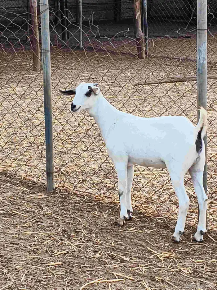 معنا جفار بلدي بضاعة طيبة 4