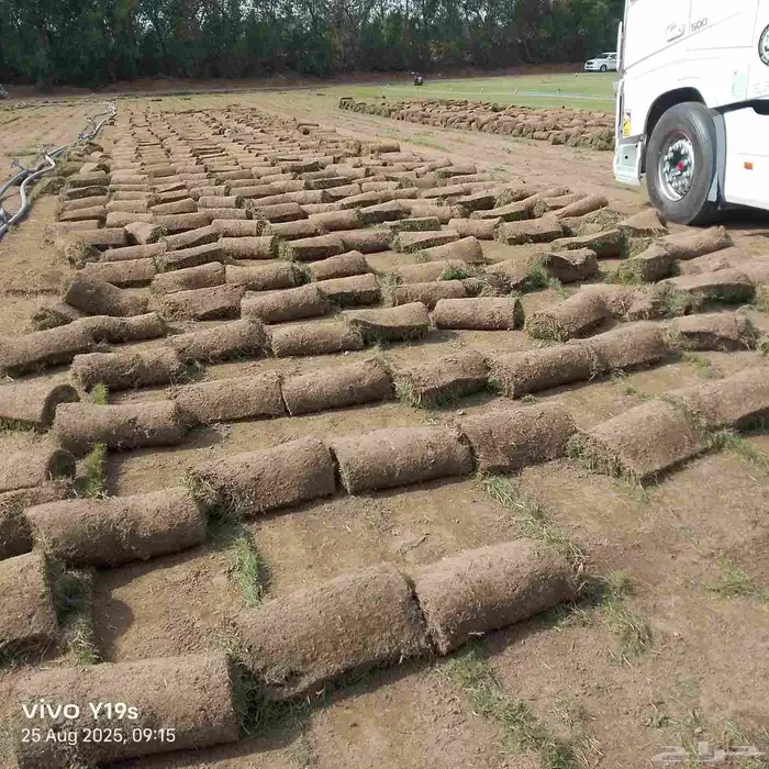 نجيل طبيعي 0