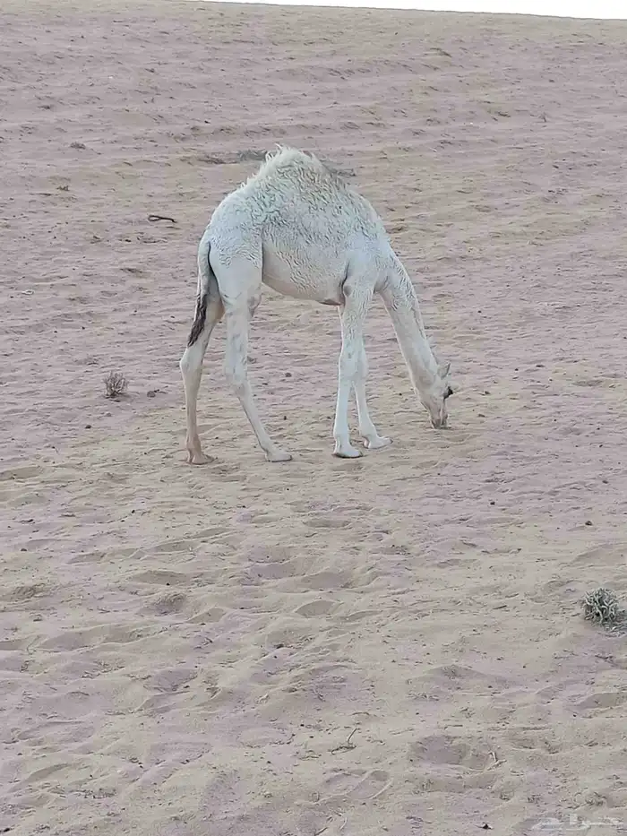 قعود حليب 0