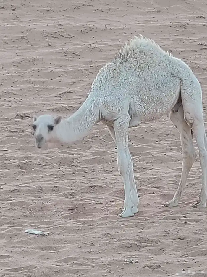 قعود حليب 2