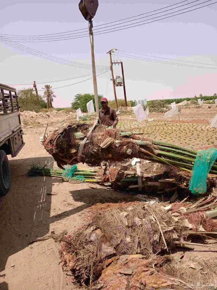نخل مثمر للبيع خلاص برحي هلالي نخيل مجدول شيشي مجدول روثانه 2