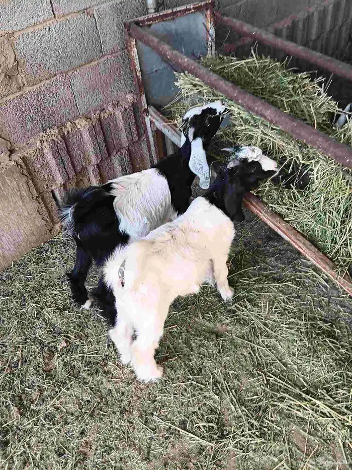 للبيع تيوس وجفار للعدد 4 بهم من حلالي ماهوبهم سوق 0