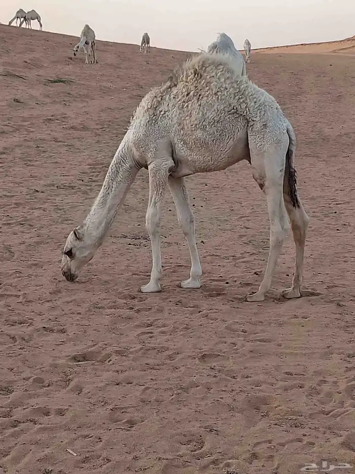قعود حليب 1