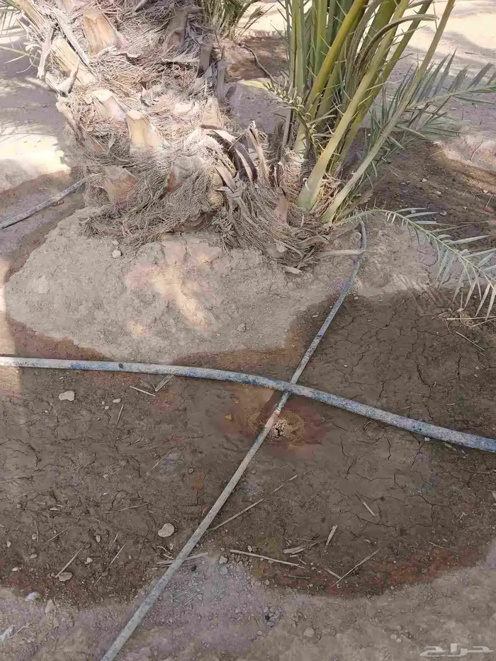 فسايل نخل 2
