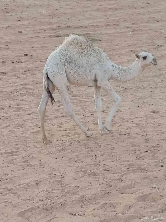 قعود حليب 3