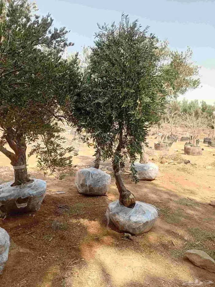 زراعة النخيل والاشجار باانواعها 2