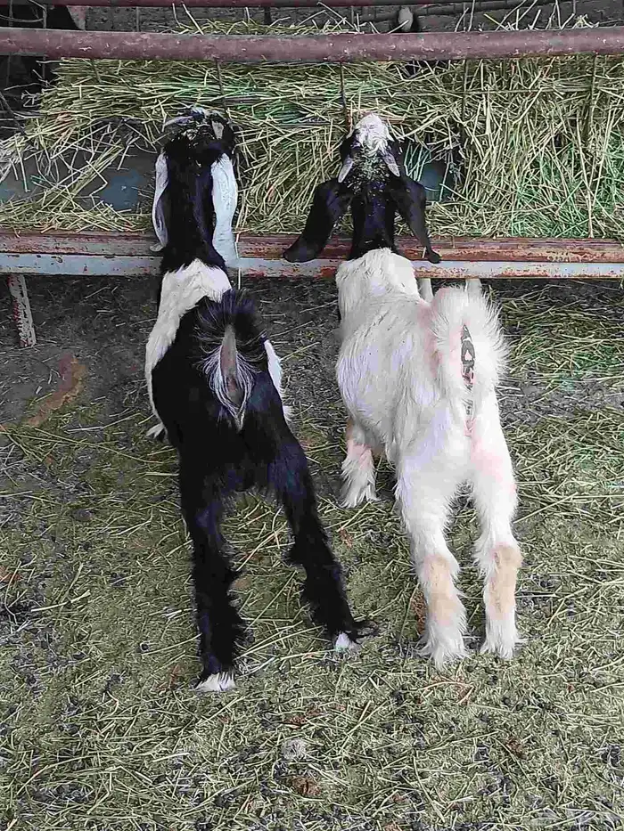 للبيع تيوس وجفار للعدد 4 بهم من حلالي ماهوبهم سوق 1