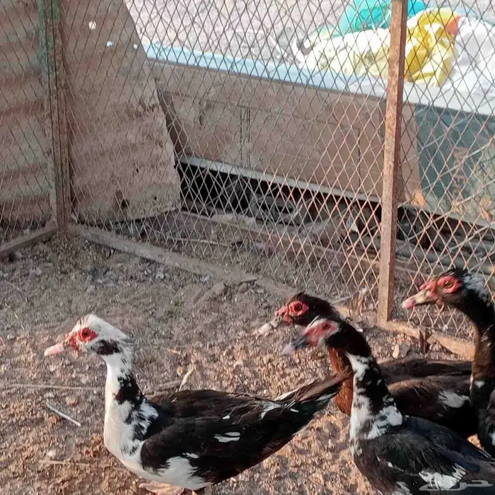 بط مسكوفي منتج 2