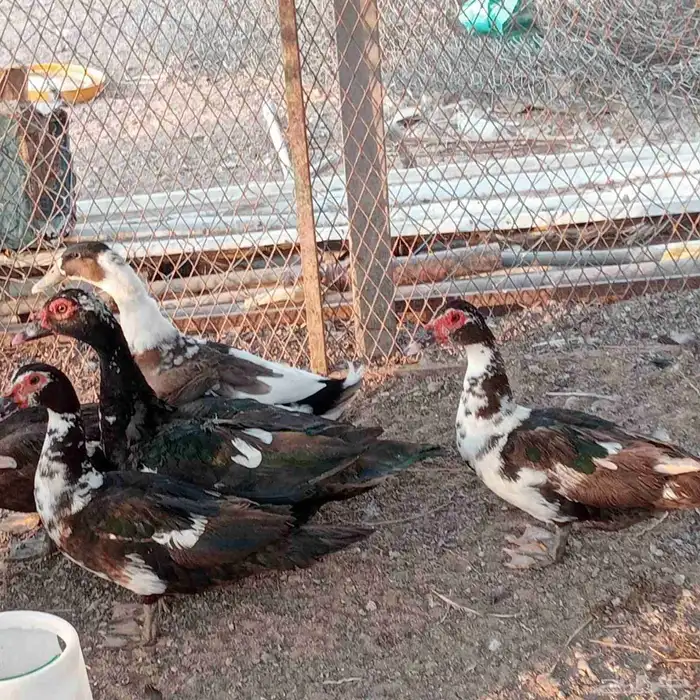 بط مسكوفي منتج 3