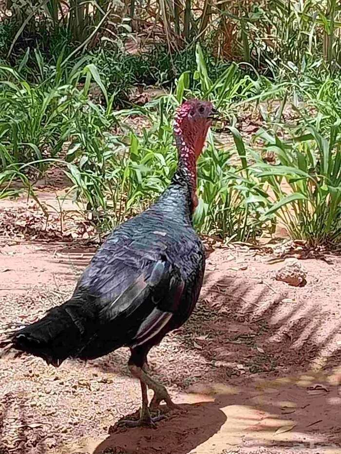 يتوفر بط بكيني بط مسكوفي ديوك احجام جامبو 5