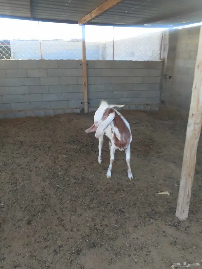 عنز ثنيه بالقريات 2
