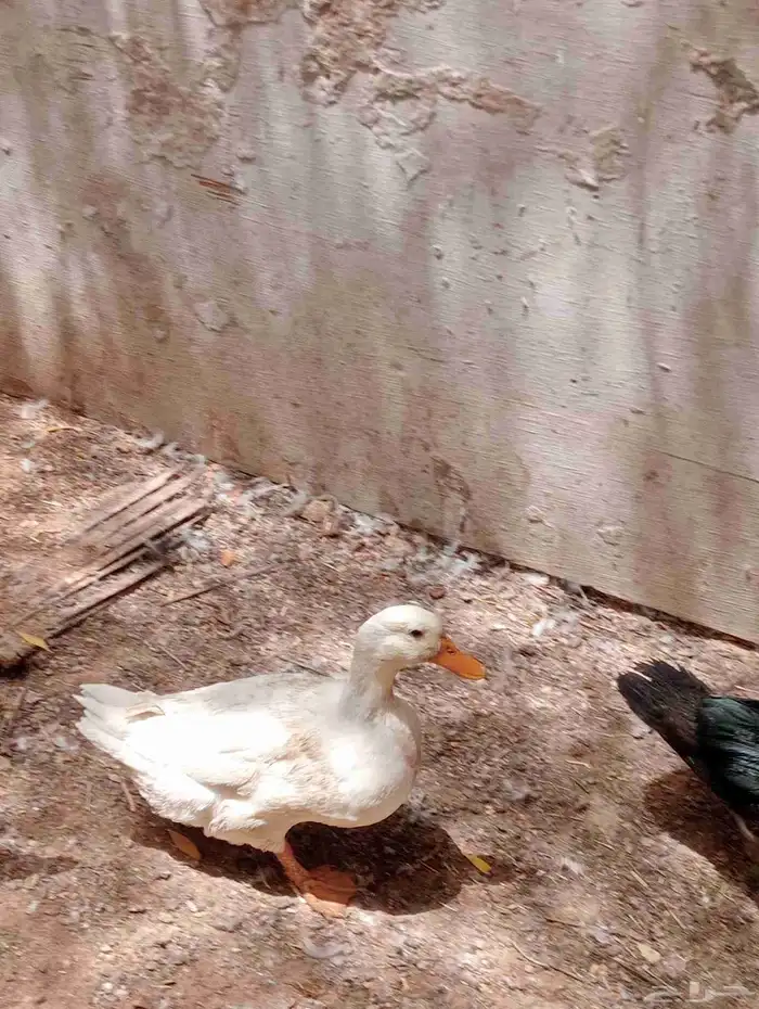 يتوفر بط بكيني بط مسكوفي ديوك احجام جامبو 3