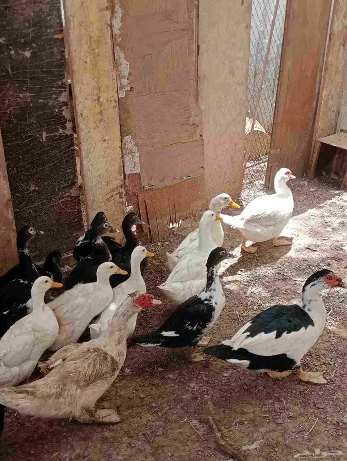 يتوفر بط بكيني بط مسكوفي ديوك احجام جامبو 4