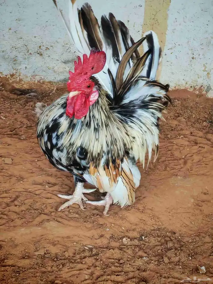 ديوك منوعه قزم ونحاسي وبلدي 6