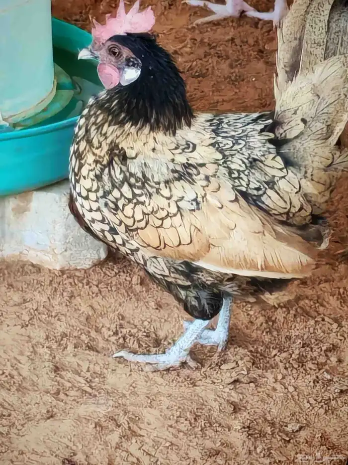 ديوك منوعه قزم ونحاسي وبلدي 8