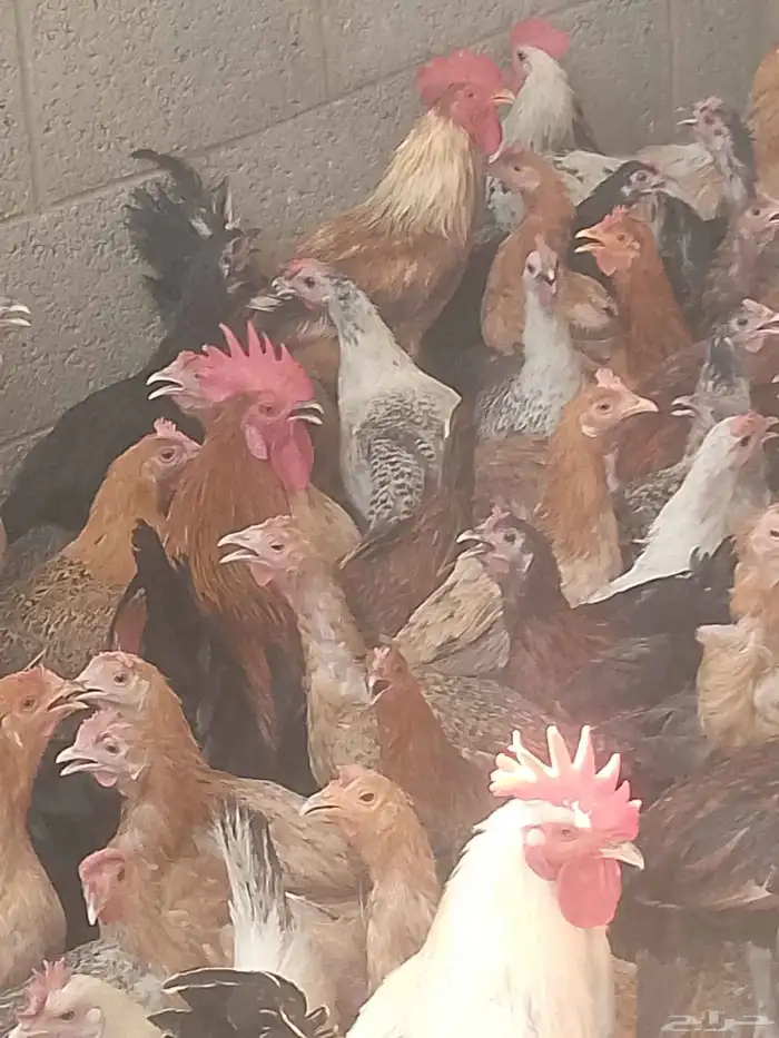 جميع انواع طيور للبيع 0