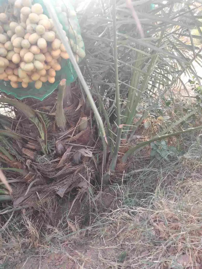 نخل مثمر اخلاص صقعي مجدول ونوايع ممتازه 0