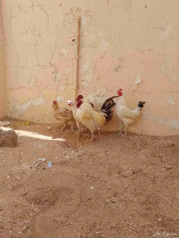 دجاج بلدي 2