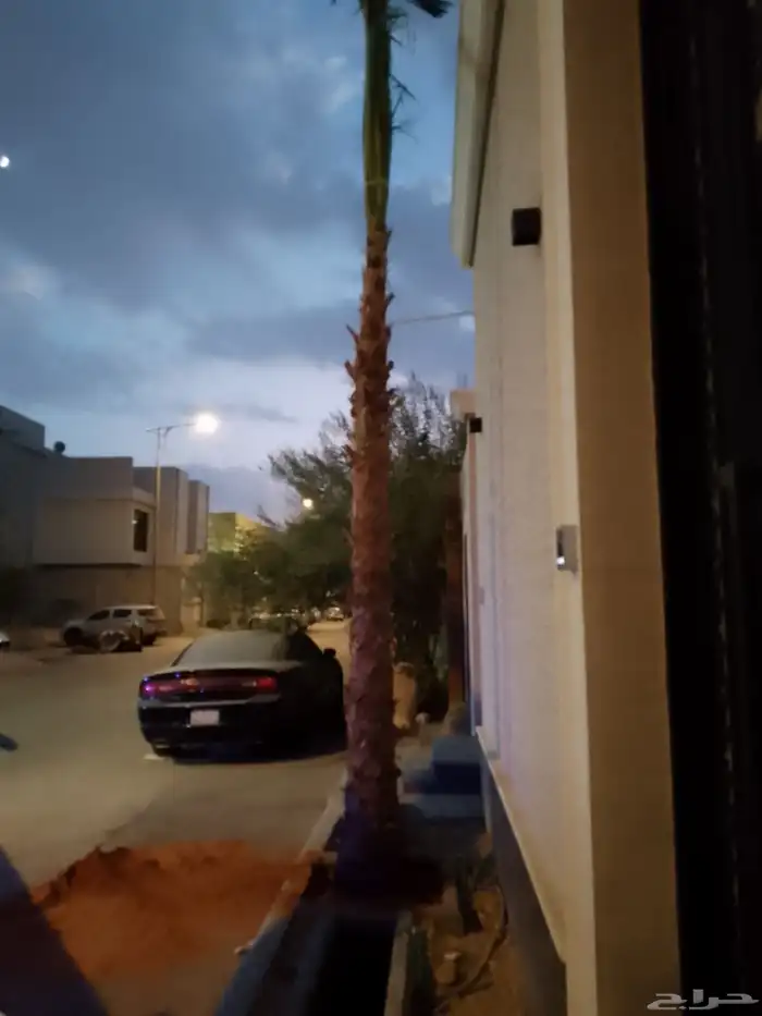 نخيل واشنطني زينه 9