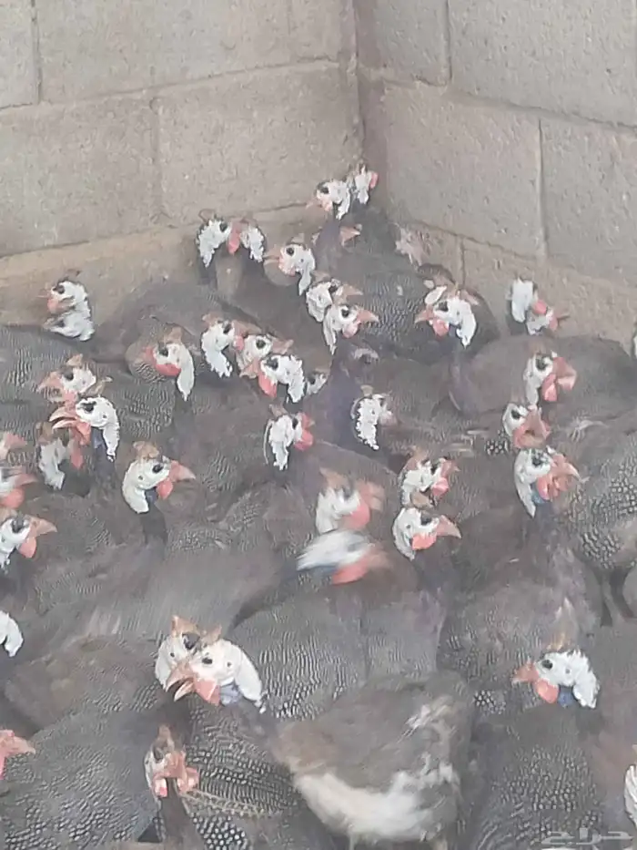 جميع انواع طيور للبيع 2