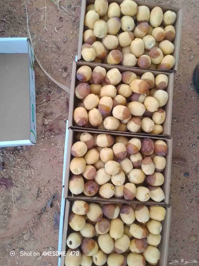 رطب هلاليه خراف مناصيف 0