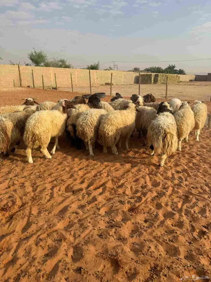 طليان نعيم مقفله شحم واطراف كفو 0