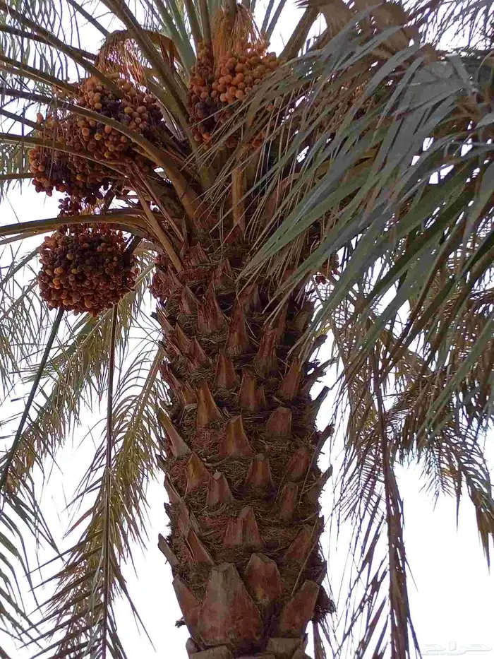 نخله ام الكبار مشاء الله تبارك الله للبيع مستعجل توني قالعها 0