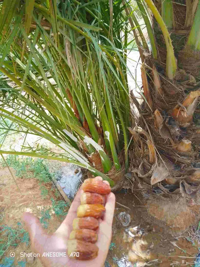 نخيل البيع اسعرنامعقوله نخل خلي من المراض 0