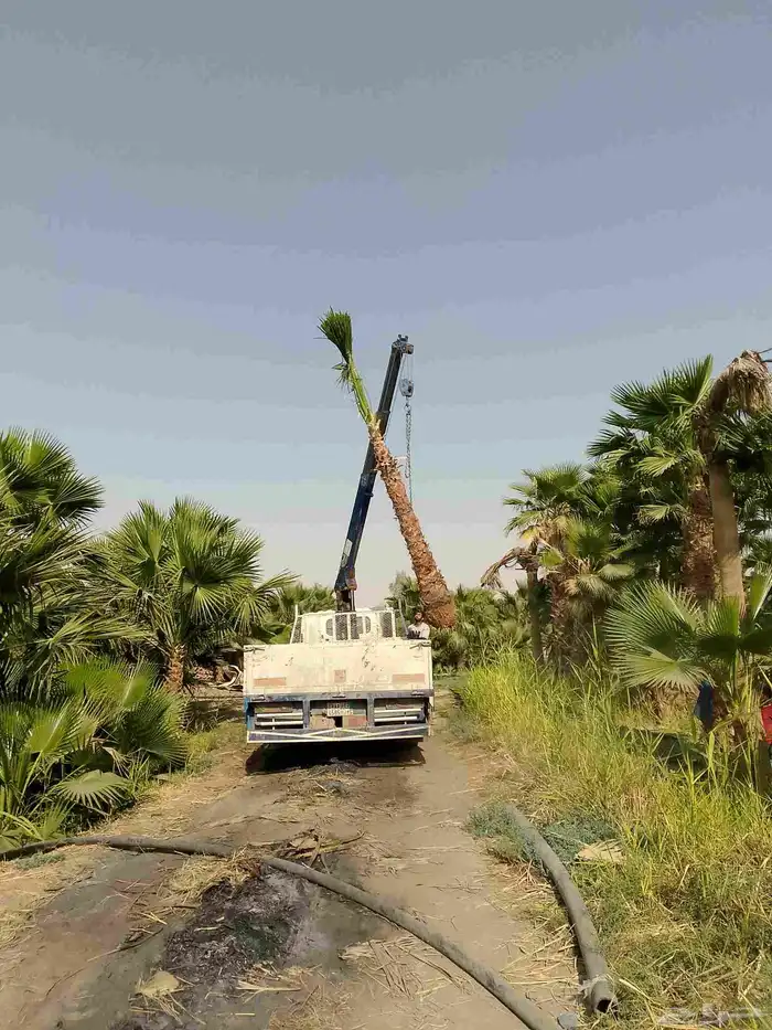 نخيل واشنطني زينه 7