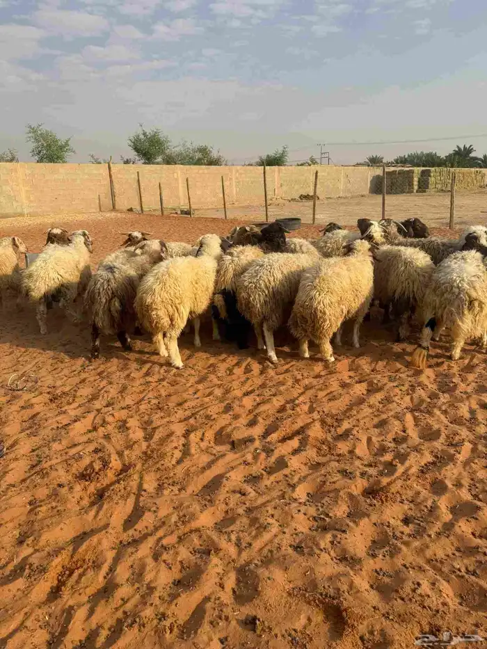 طليان نعيم مقفله شحم واطراف كفو 1