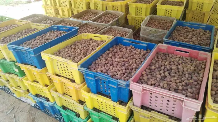 تمر خلاص بدون كيماوي 0