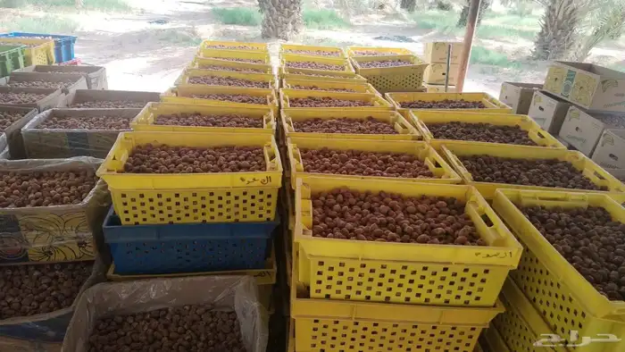 تمر خلاص بدون كيماوي 3