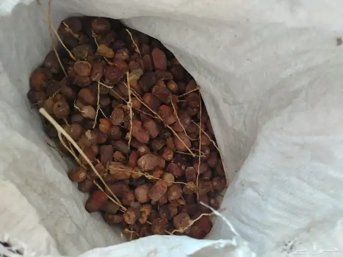 زبيناالكرام يوجدلديناتمرحشف من له رغبه يتوصل 2