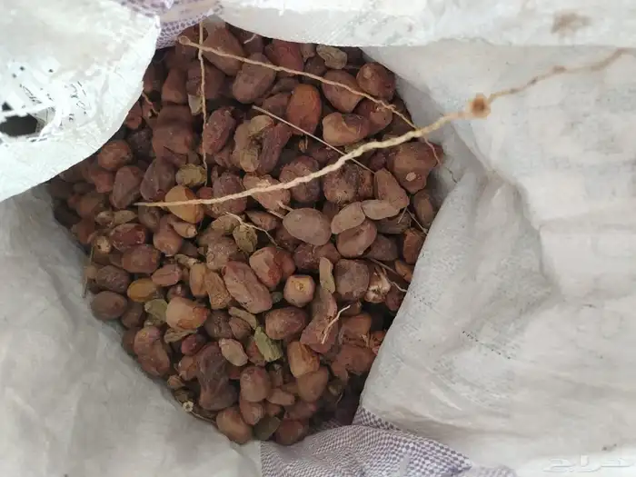 زبيناالكرام يوجدلديناتمرحشف من له رغبه يتوصل 0